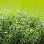 taimet-kurkku-taimi-puutarha-keskumaki-sastamala-illo-tomaatti-3