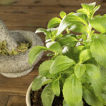 taimet-kurkku-taimi-puutarha-keskumaki-sastamala-illo-tomaatti-4