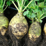 taimet-kurkku-taimi-puutarha-keskumaki-sastamala-illo-tomaatti-6