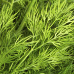 taimet-kurkku-taimi-puutarha-keskumaki-sastamala-illo-tomaatti-7