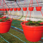 vihannekset-kaalit-kasvikset-puutarha-keskumaki-peruna-porkkana-4